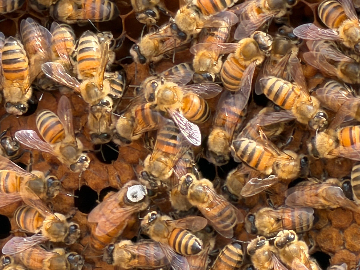 Membresía Online · Cuidado Consciente de Abejas · Apicultura