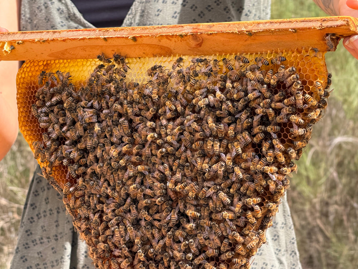 Membresía Online · Cuidado Consciente de Abejas · Apicultura