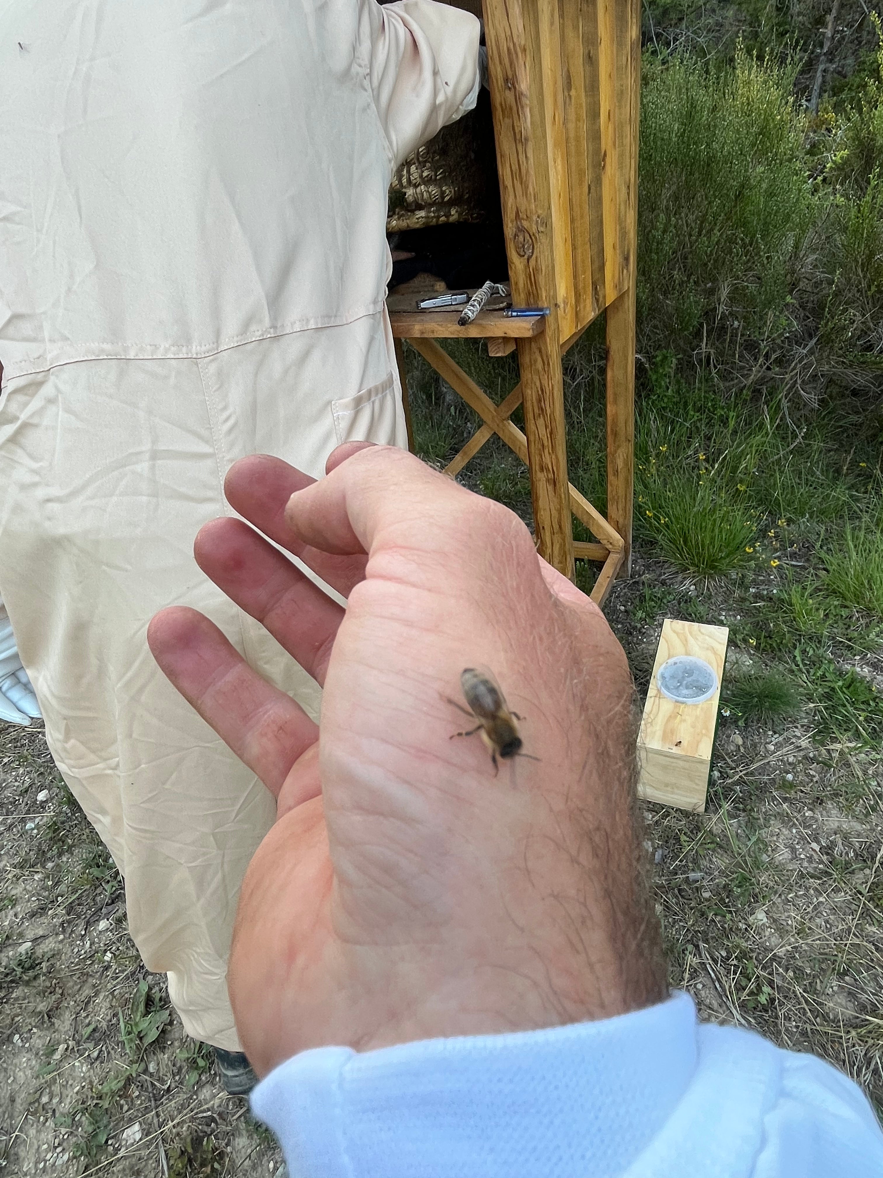 Membresía Online · Cuidado Consciente de Abejas · Apicultura