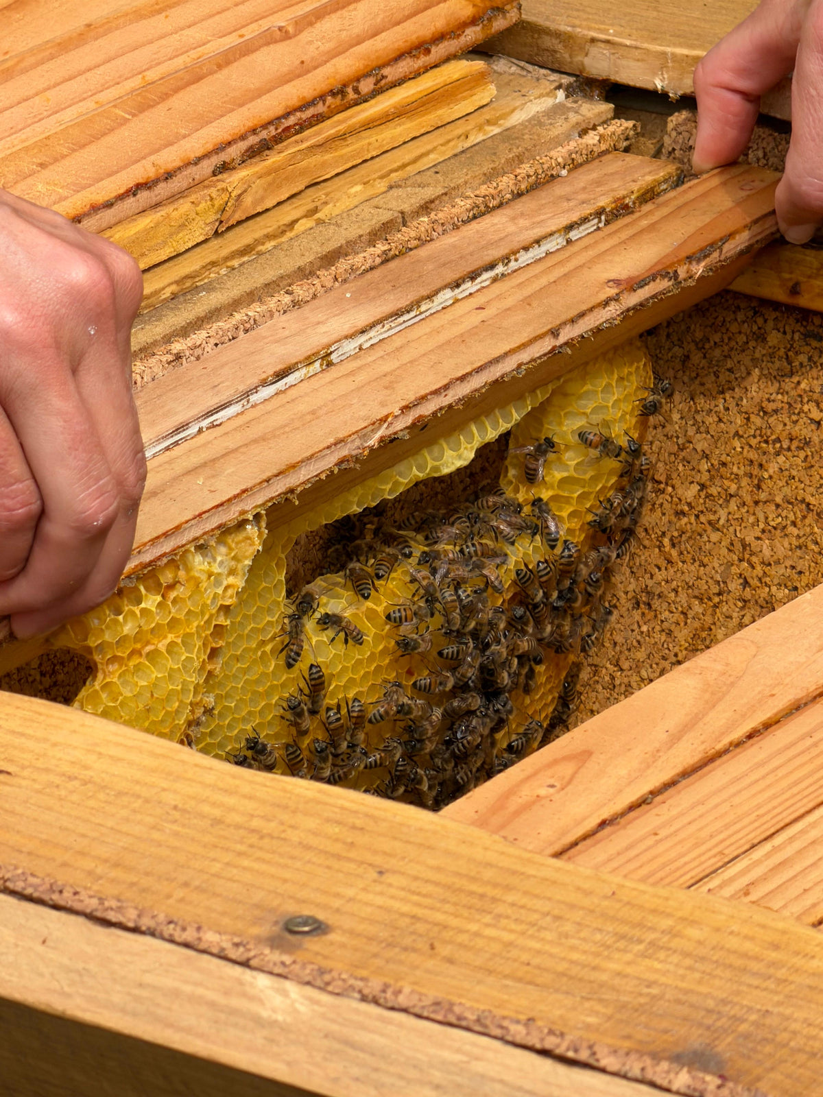 Membresía Online · Cuidado Consciente de Abejas · Apicultura