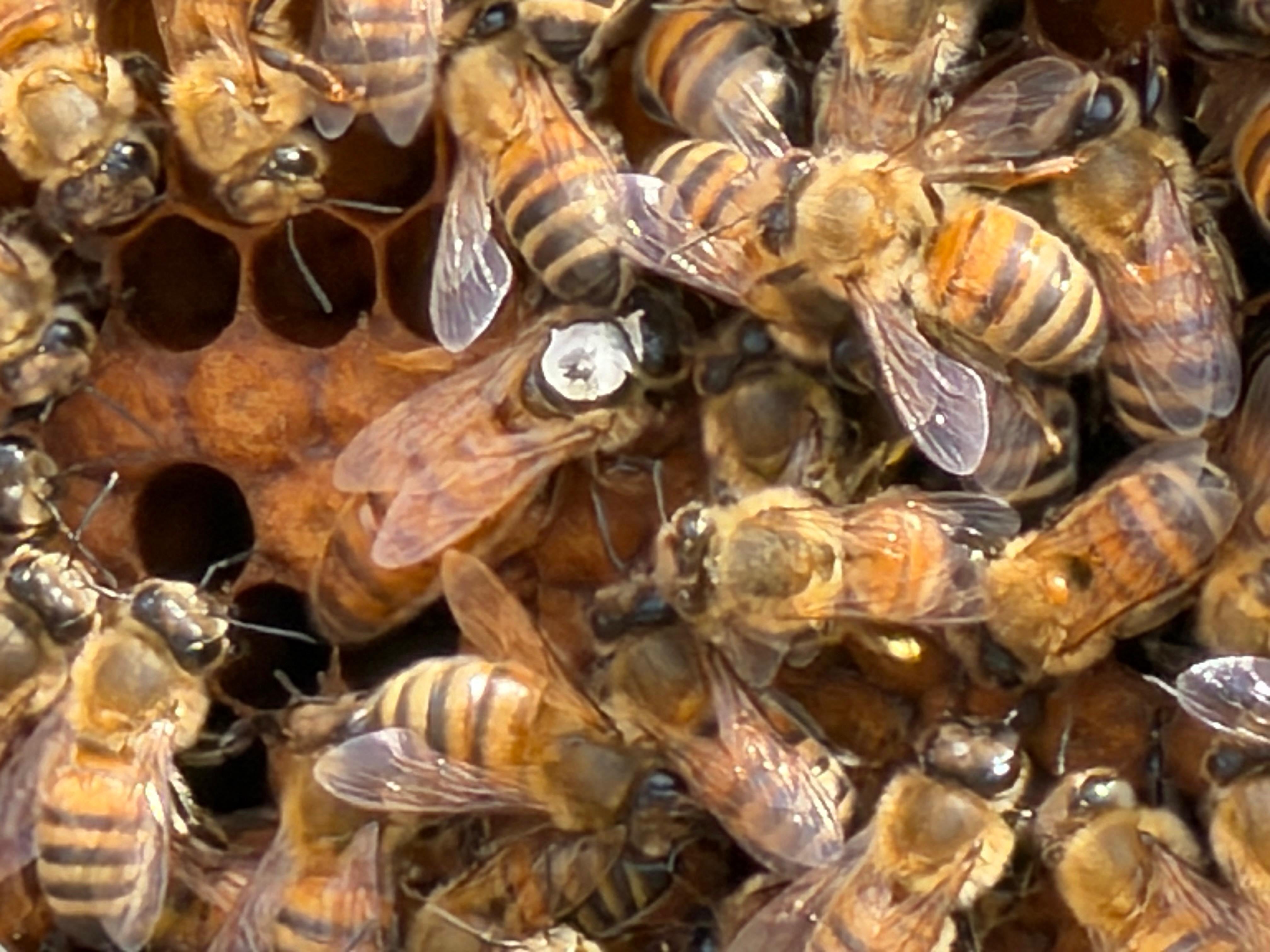 Membresía Online · Cuidado Consciente de Abejas · Apicultura